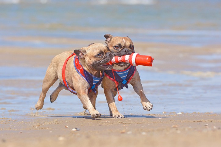 Hotels with the Best Puppy Perks: Inn by the Sea